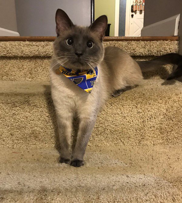 🏆 Third place cat: Oscar
